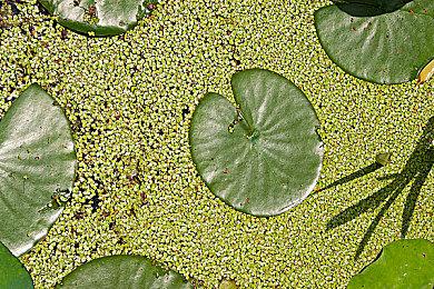 《虫子快餐店》今夏登陆iOS Steam获特别好评